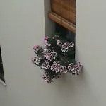 La Ribera Appartement *